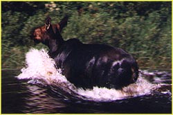 moose
